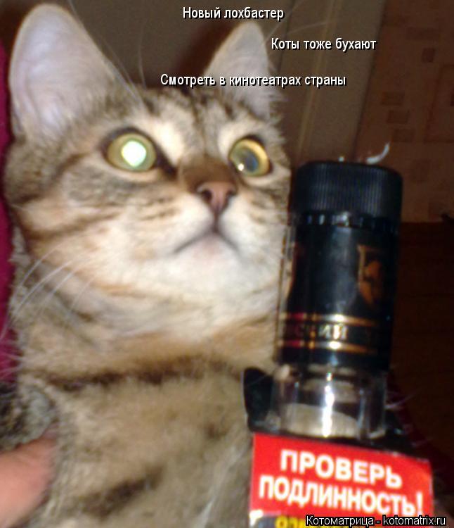 Котоматрица: Новый лохбастер Коты тоже бухают Смотреть в кинотеатрах страны