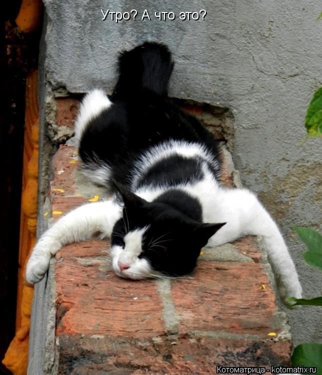 Котоматрица: Утро? А что это?