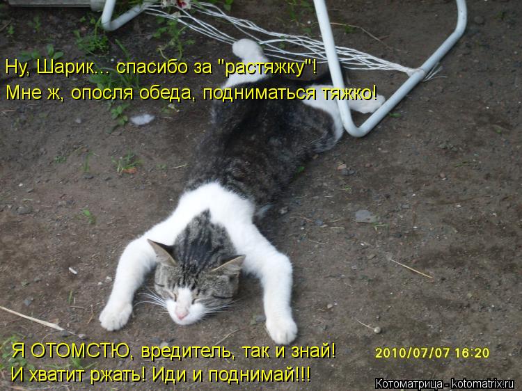 Котоматрица: Ну, Шарик... спасибо за "растяжку"!  Мне ж, опосля обеда, подниматься тяжко! Я ОТОМСТЮ, вредитель, так и знай! И хватит ржать! Иди и поднимай!!!