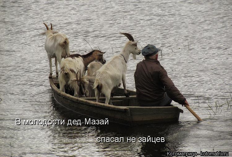 Котоматрица: В молодости дед Мазай спасал не зайцев