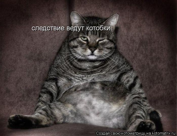 Котоматрица: следствие ведут котобки