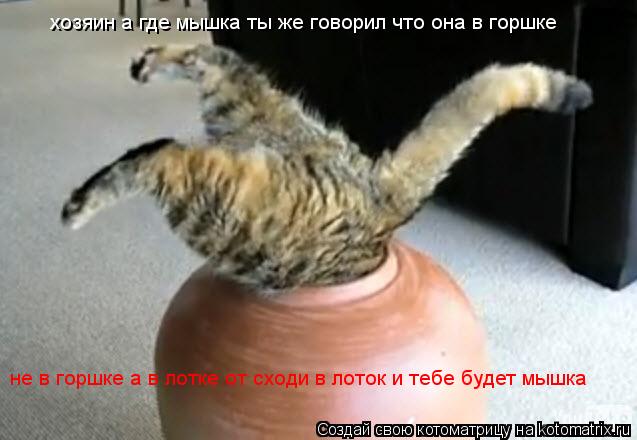 Котоматрица: хозяин а где мышка ты же говорил что она в горшке не в горшке а в лотке от сходи в лоток и тебе будет мышка