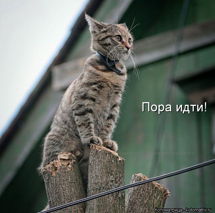 Котоматрица: Пора идти!