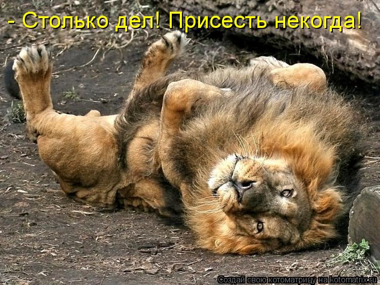 Котоматрица: - Столько дел! Присесть некогда!