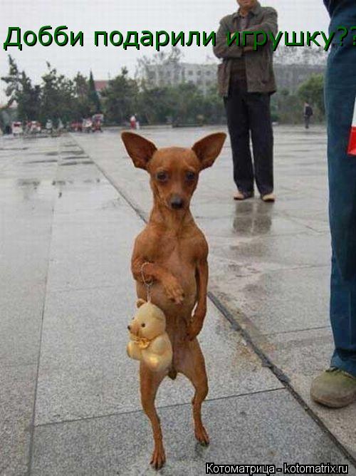 Котоматрица: Добби подарили игрушку??