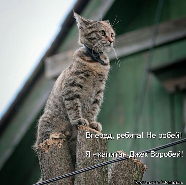 Котоматрица: Вперед, ребята! Не робей! Я - капитан Джек Воробей!