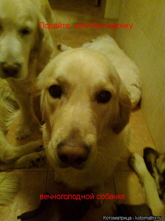 Котоматрица: Подайте, хотя бы корочку вечноголодной собачке...