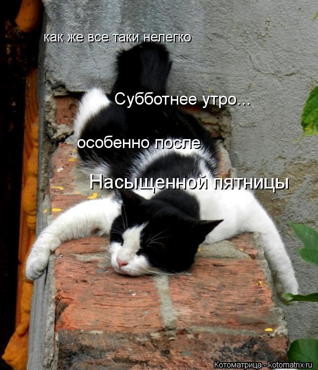 Котоматрица: как же все таки нелегко Субботнее утро... особенно после  Насыщенной пятницы