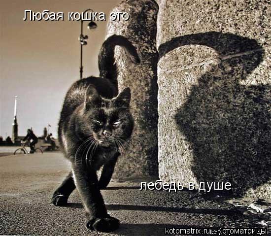 Котоматрица: Любая кошка это лебедь в душе