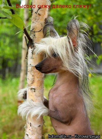 Котоматрица: Высоко сижу далеко гляжу!