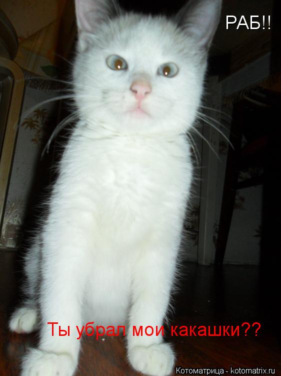 Котоматрица: РАБ!!  Ты убрал мои какашки??