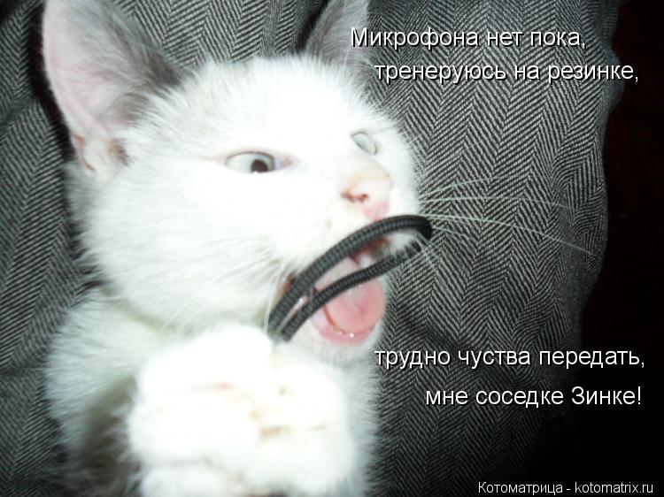 Котоматрица: тренеруюсь на резинке, Микрофона нет пока, трудно чуства передать, мне соседке Зинке!