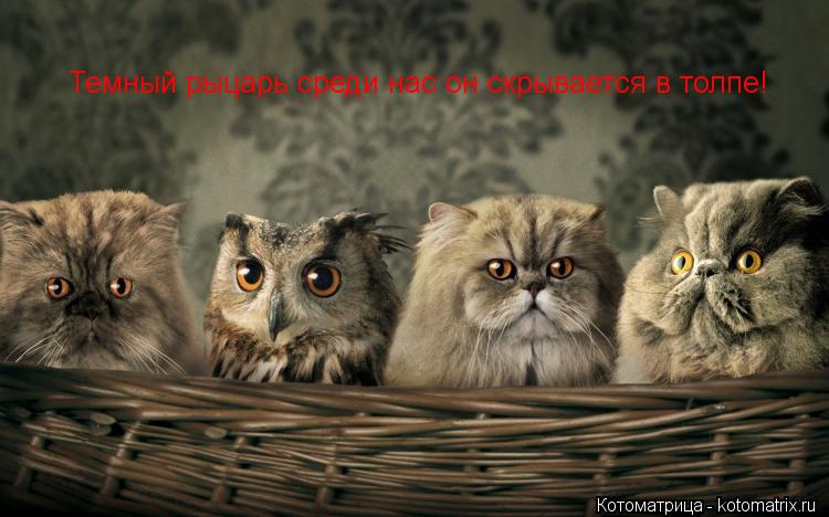 Котоматрица: Темный рыцарь среди нас он скрывается в толпе!