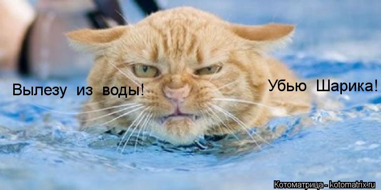 Котоматрица: Вылезу  из  воды! Убью  Шарика!