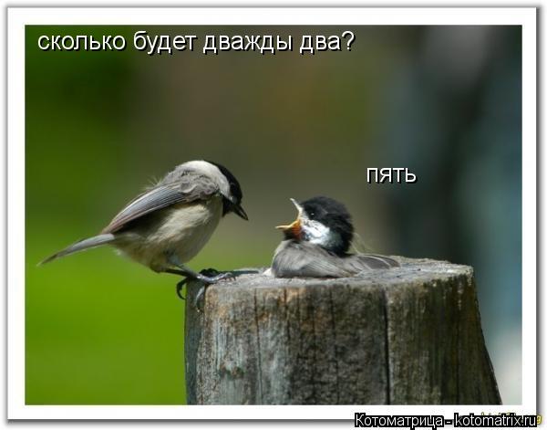 Котоматрица: сколько будет дважды два? пять
