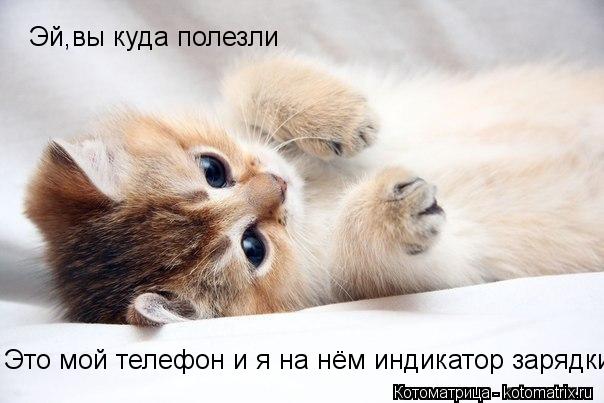 Котоматрица: Эй,вы куда полезли Это мой телефон и я на нём индикатор зарядки