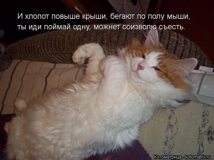 Котоматрица: И хлопот повыше крыши, бегают по полу мыши, ты иди поймай одну, можнет соизволю съесть.