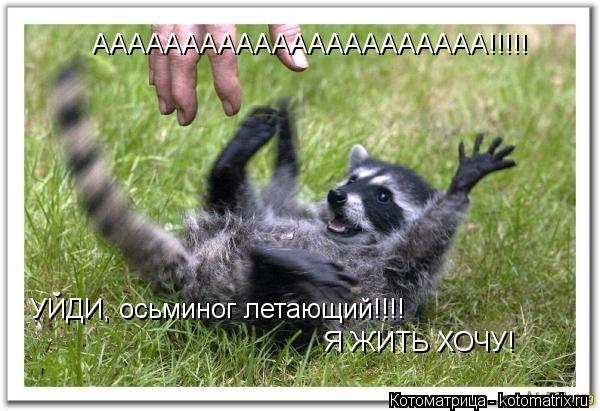 Котоматрица: АААААААААААААААААААААА!!!!! УЙДИ, осьминог летающий!!!!  Я ЖИТЬ ХОЧУ!