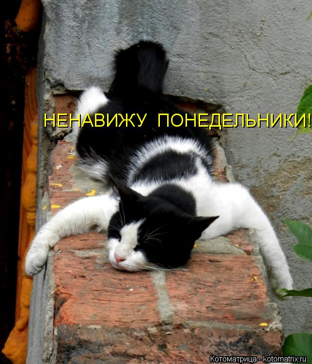 Котоматрица: НЕНАВИЖУ  ПОНЕДЕЛЬНИКИ!