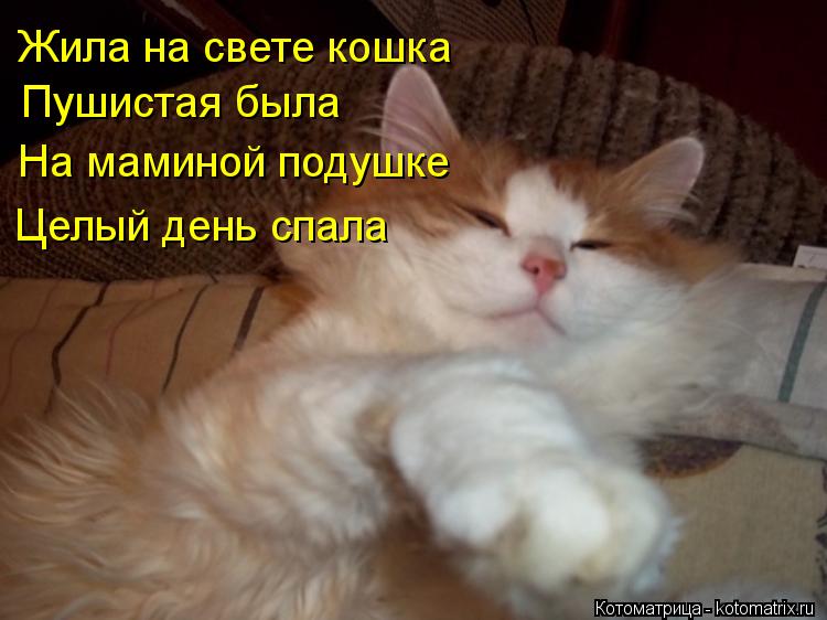 Котоматрица: Жила на свете кошка Пушистая была На маминой подушке Целый день спала