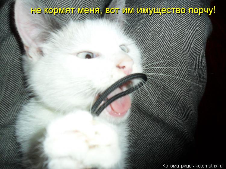 Котоматрица: не кормят меня, вот им имущество порчу!