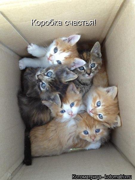 Котоматрица: Коробка счастья!
