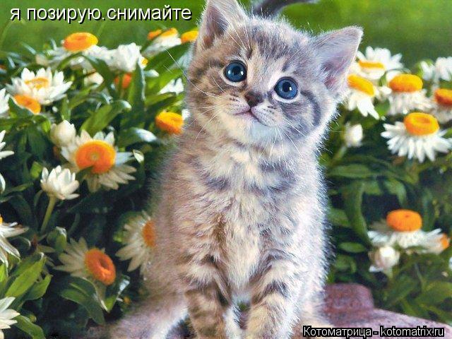 Котоматрица: я позирую.снимайте