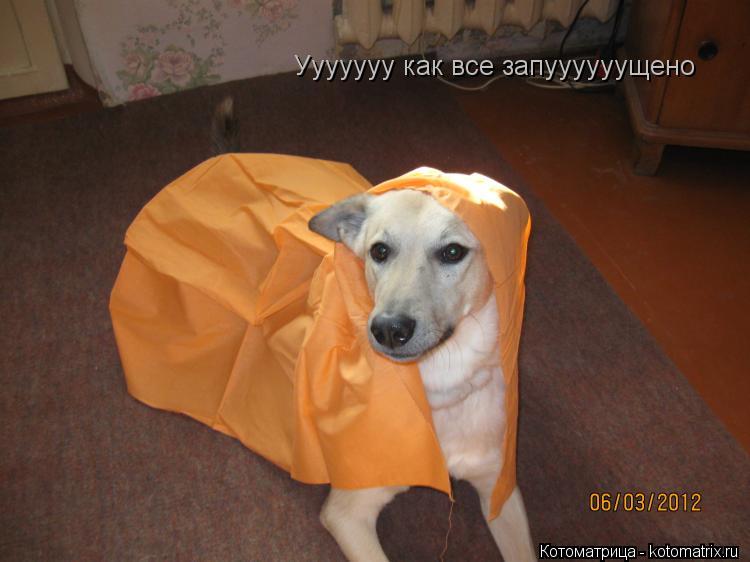 Котоматрица: Ууууууу как все запуууууущено