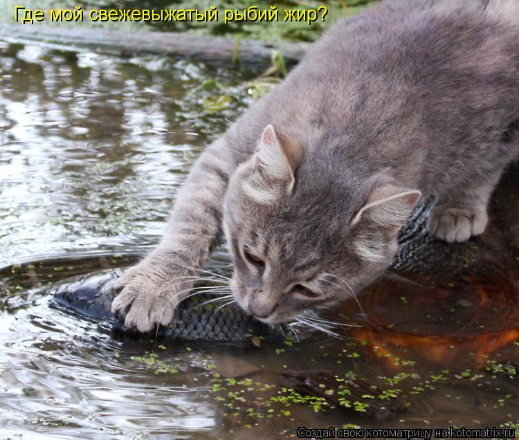 Котоматрица: Где мой свежевыжатый рыбий жир?
