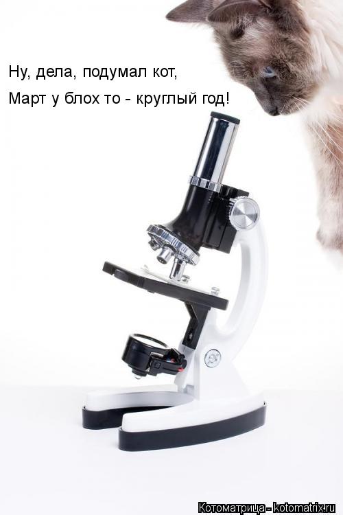 Ну, дела, подумал кот, Март у блох то - круглый год!... Котоматрица: Ну, дела, подумал кот, Март у блох то - круглый год!
