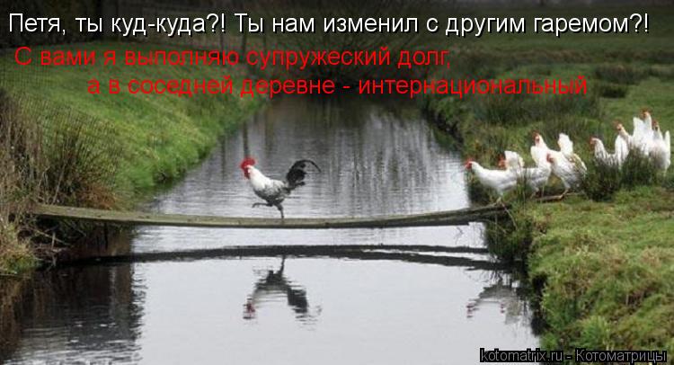 Котоматрица: Петя, ты куд-куда?! Ты нам изменил с другим гаремом?! С вами я выполняю супружеский долг,  а в соседней деревне - интернациональный