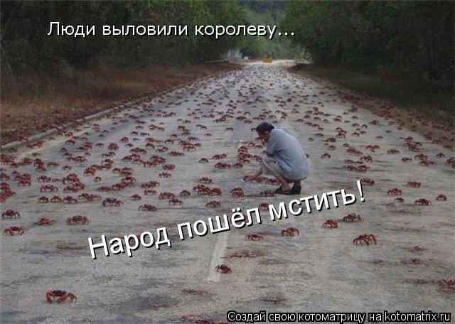 Котоматрица: Народ пошёл мстить! Люди выловили королеву...