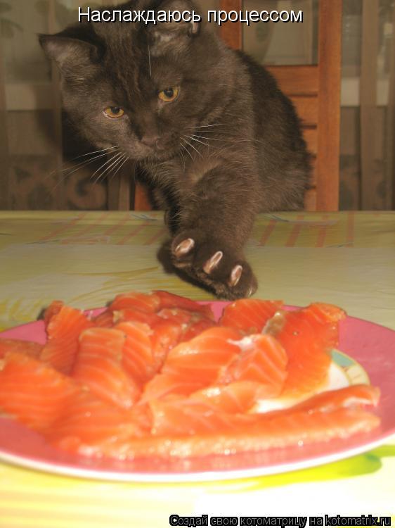 Котоматрица: Наслаждаюсь процессом
