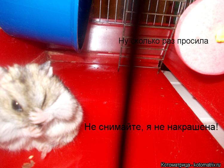 Котоматрица: Не снимайте, я не накрашена! Ну сколько раз просила