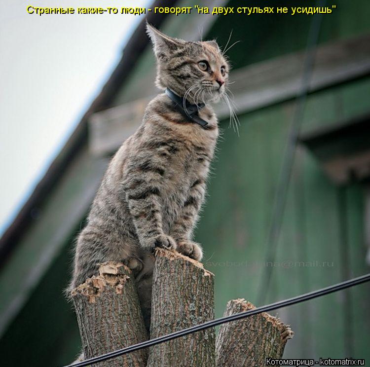 Котоматрица: Странные какие-то люди - говорят "на двух стульях не усидишь"