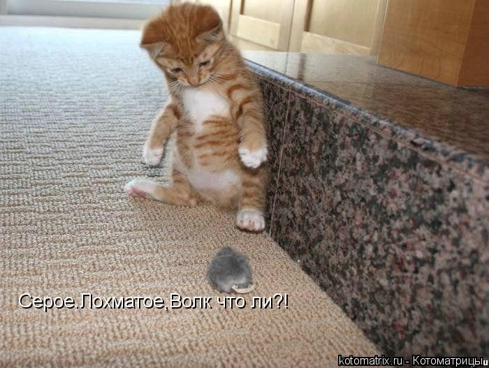 Котоматрица: Серое.Лохматое,Волк что ли?!