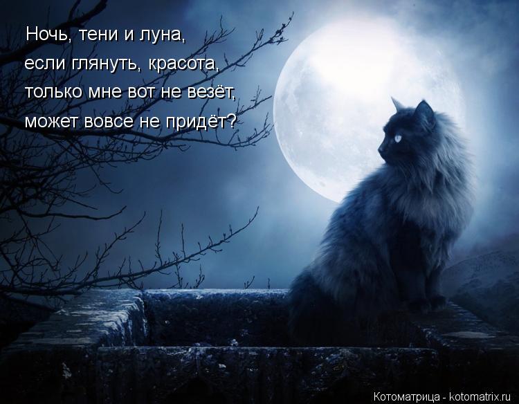Котоматрица: Ночь, тени и луна, если глянуть, красота,  только мне вот не везёт, может вовсе не придёт?