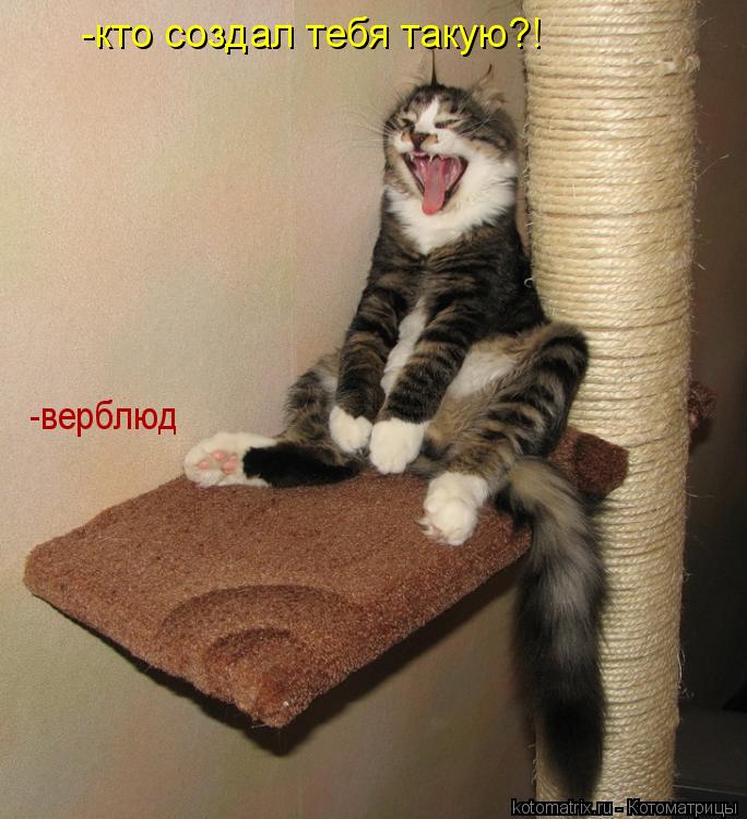 Котоматрица: -кто создал тебя такую?! -верблюд