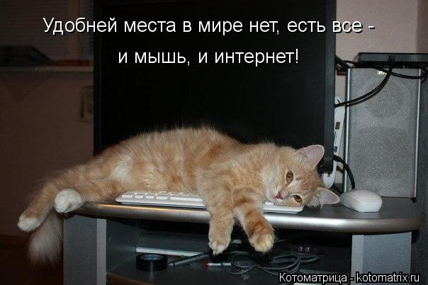 Котоматрица: Удобней места в мире нет, есть все -  и мышь, и интернет!