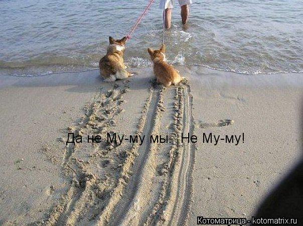 Котоматрица: Да не Му-му мы.  Не Му-му!