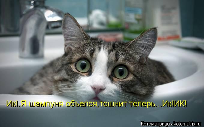 Котоматрица: Ик!.Я шампуня объелся,тошнит теперь...Ик!ИК!