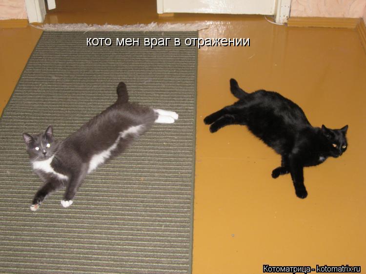 Котоматрица: кото мен враг в отражении