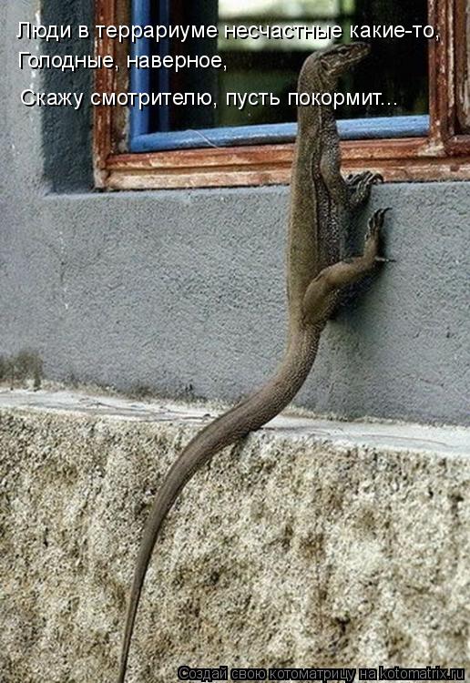 Котоматрица: Люди в террариуме несчастные какие-то, Голодные, наверное, Скажу смотрителю, пусть покормит...