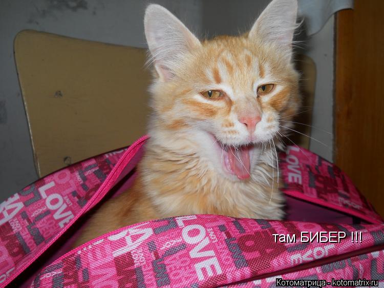 Котоматрица: там БИБЕР !!!