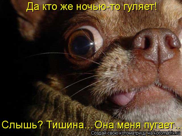 Да кто же ночью-то гуляет! Слышь? Тишина…Она меня пугает…... Котоматрица: Да кто же ночью-то гуляет! Слышь? Тишина…Она меня пугает…