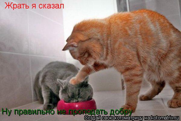 Котоматрица: Жрать я сказал Ну правильно не проподать добру