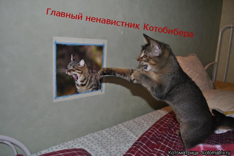 Котоматрица: Главный ненавистник Котобибера
