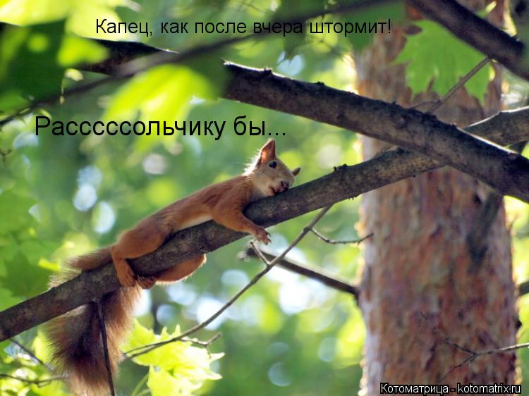 Котоматрица: Капец, как после вчера штормит!  Расссссольчику бы...