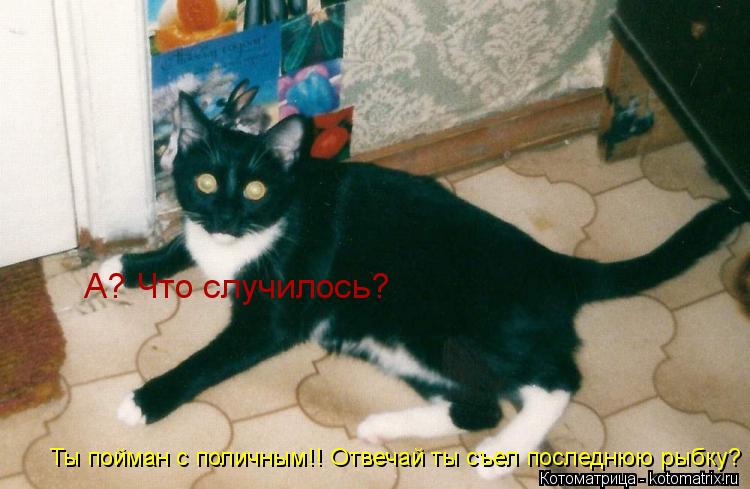Котоматрица: А? Что случилось? Ты пойман с поличным!! Отвечай ты съел последнюю рыбку?