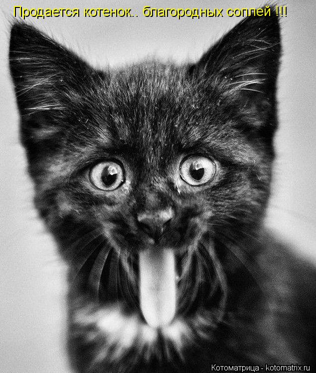 Котоматрица: Продается котенок.. благородных соплей !!!